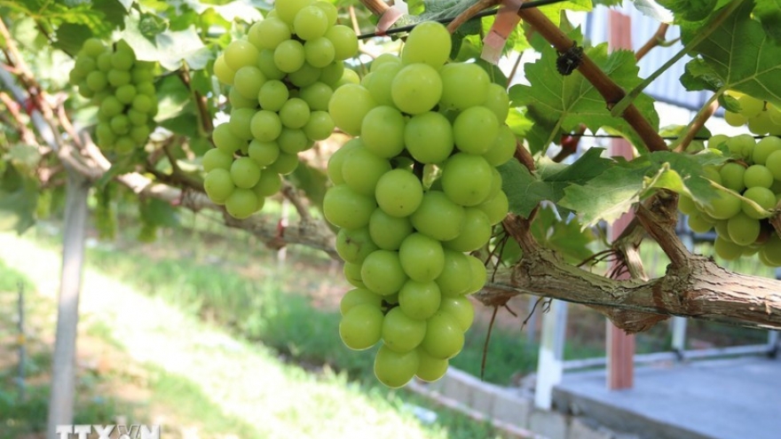 Vietnamese agribusinesses need to be empowered for green growth